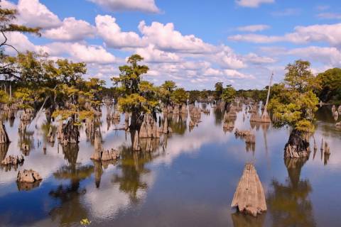 Day Trip To Wewahitchka And Dead Lakes | Coastal Joe Vacation Rentals